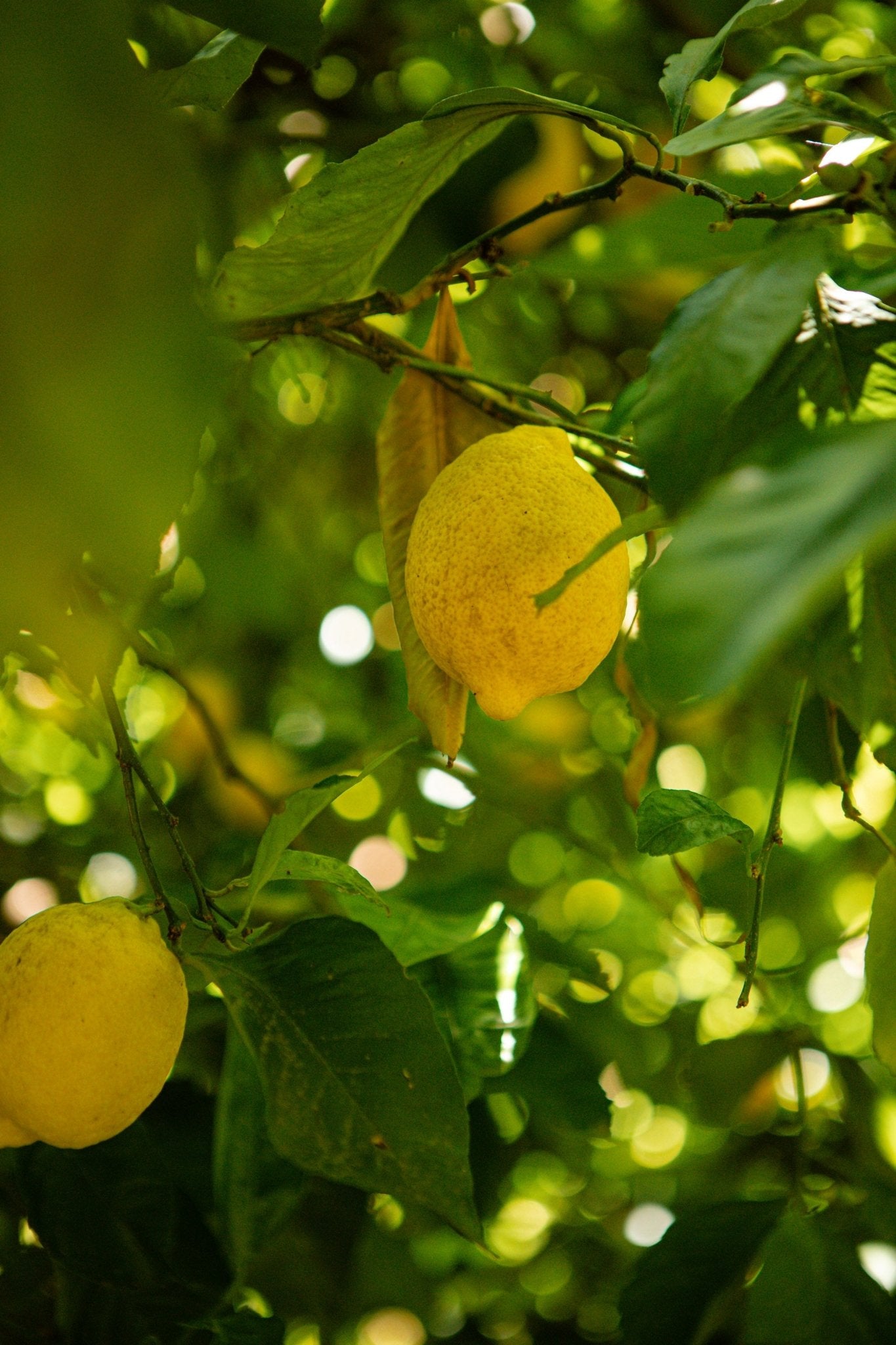 Don’t Let Lemons Go Off. Here are 5 Ways To Use Them Up - Gewürzhaus